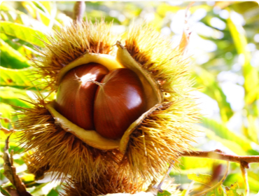 Nose chestnuts