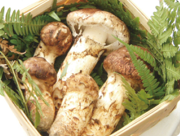 Matsutake and shiitake mushrooms